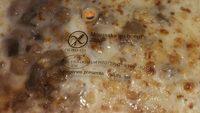 Moussaka Au Boeuf Report Card