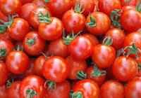 Tomato Report Card