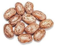 Pinto Bean Report Card