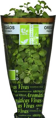 Planta De Orgos