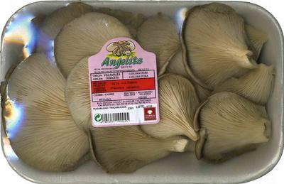 Setas De Ostra &quot;Angelita&quot;